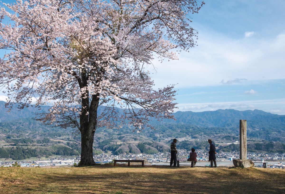 南信州の桜旅　松岡城址